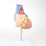 Vintage human heart anatomical model