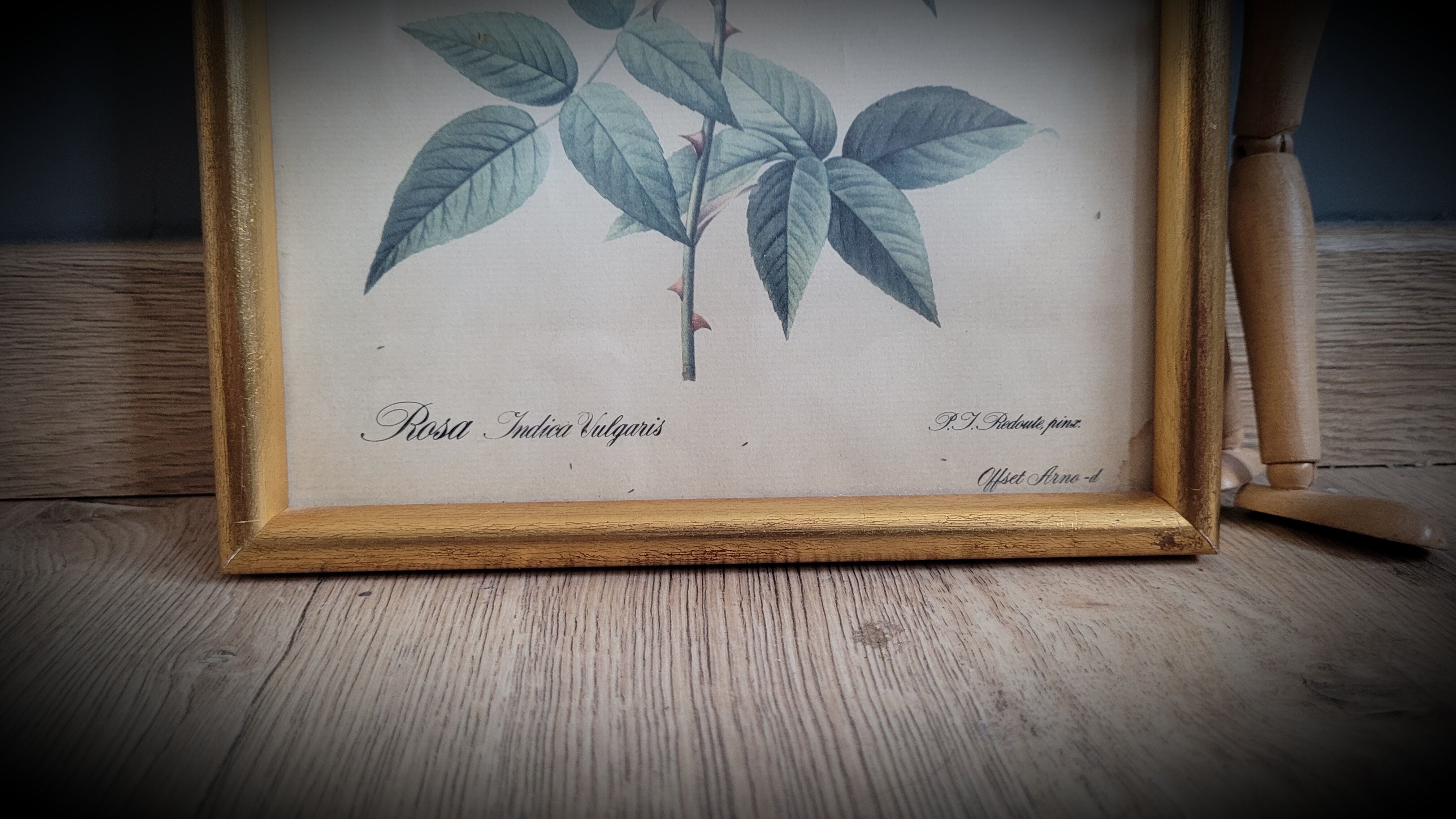 Indica Vulgaris rose lithograph frame