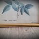 Indica Vulgaris rose lithograph frame