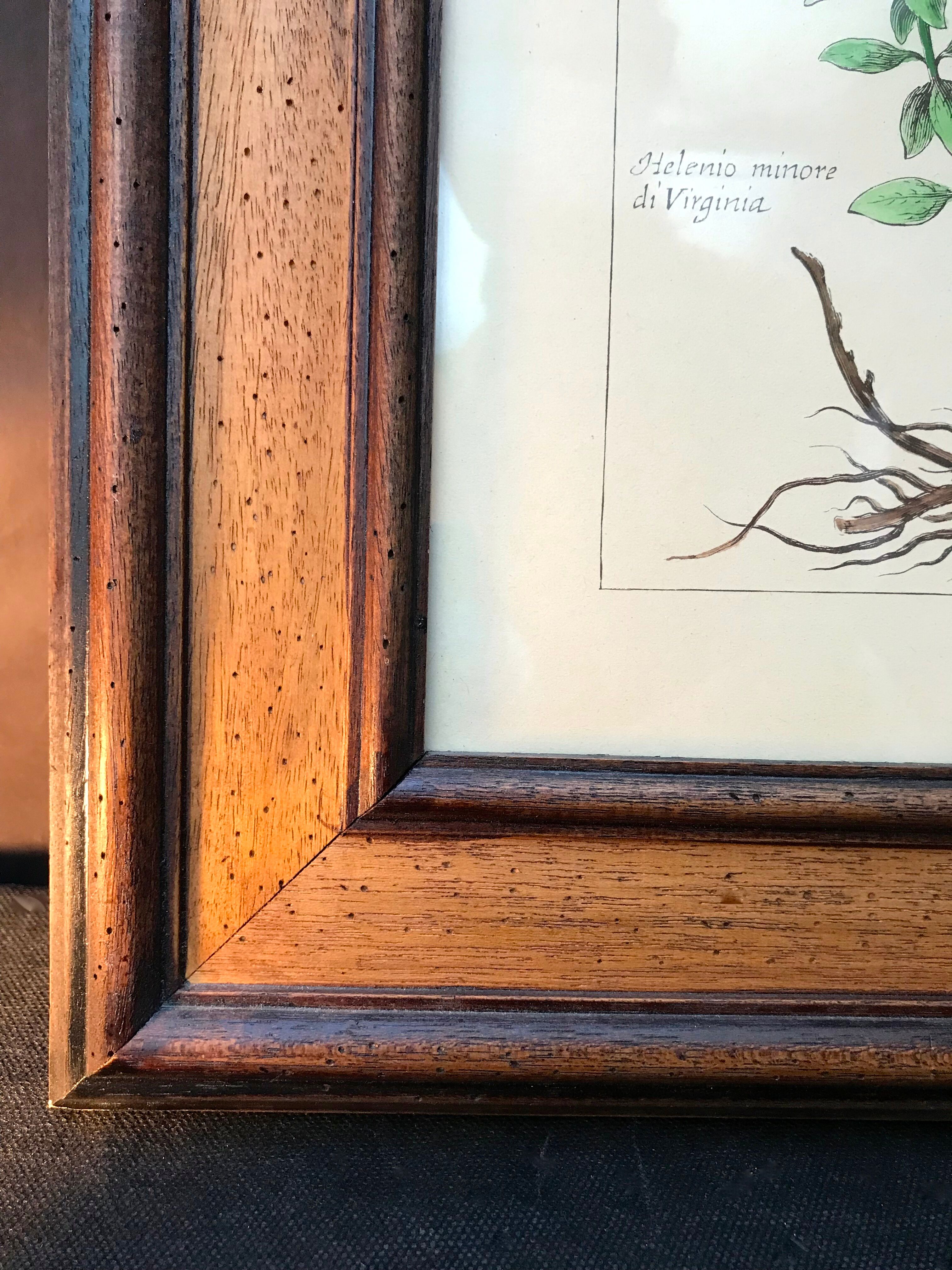 Painting golden yellow flowers wooden frame vintage botanical encyclopedia Lamarck