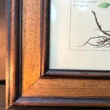 Painting golden yellow flowers wooden frame vintage botanical encyclopedia Lamarck