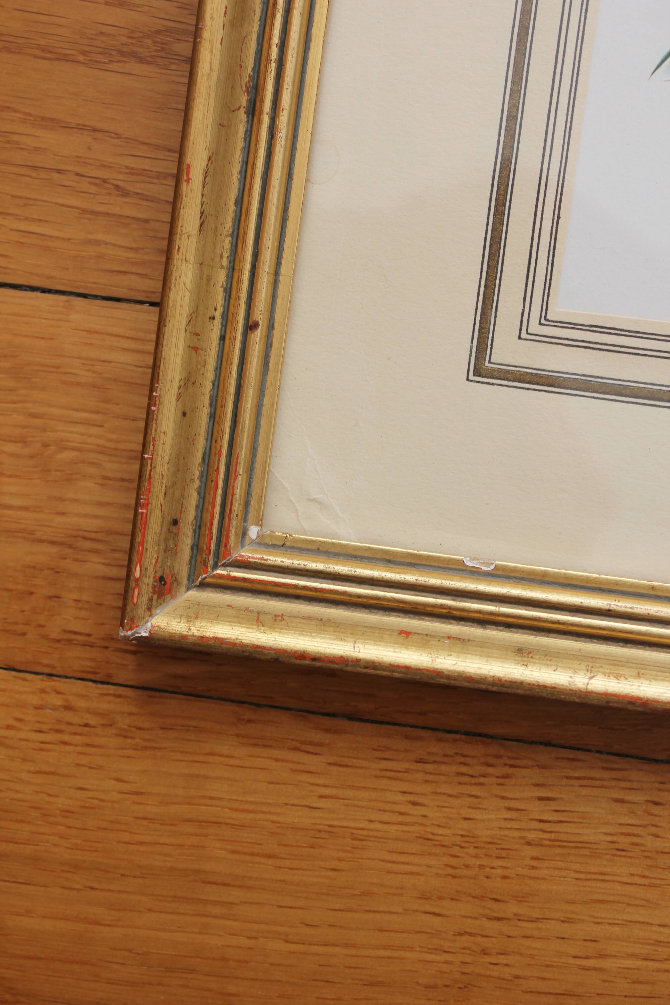 Framed lithograph golden frame bird vintage 60s