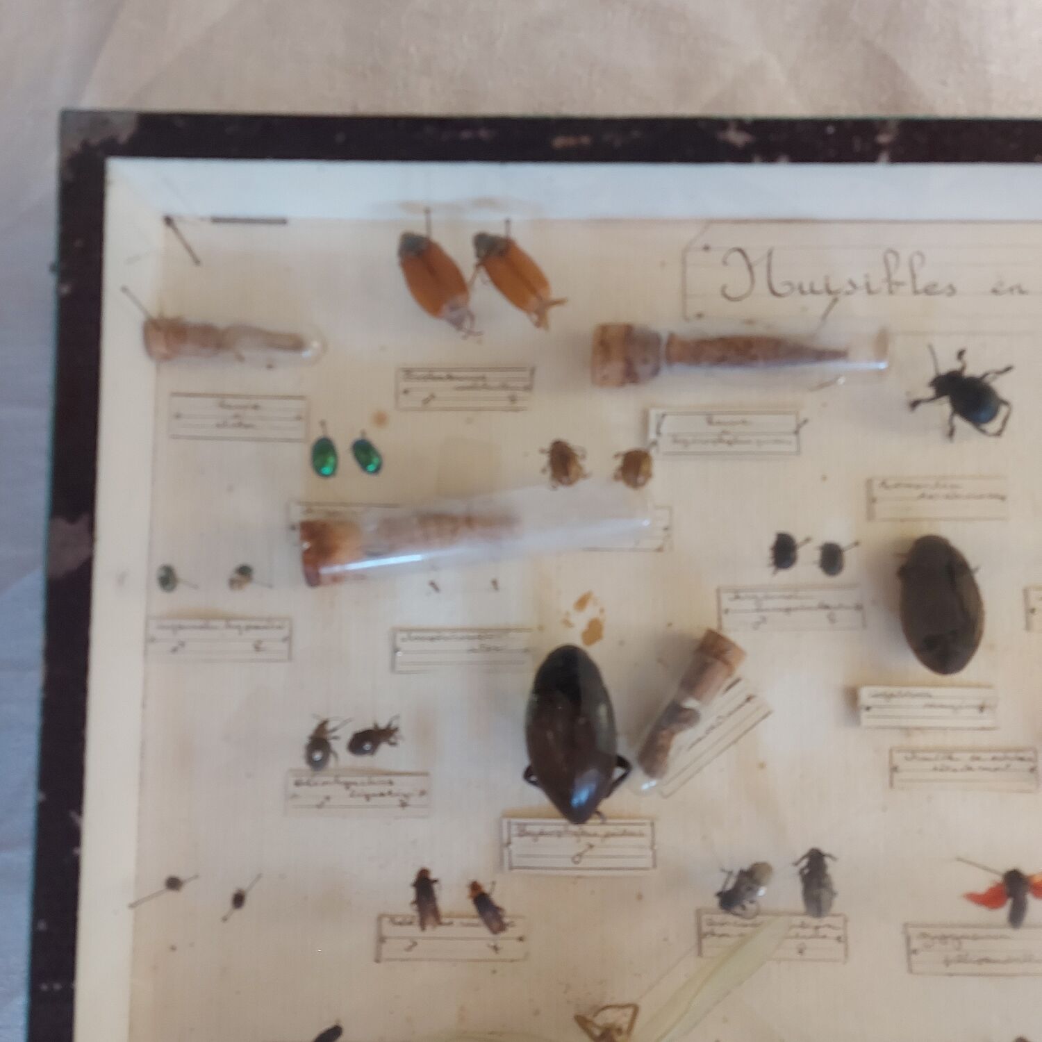 Insects frame 1920 entomology