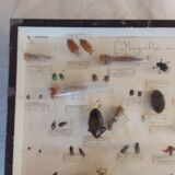 Insects frame 1920 entomology