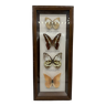 Neutralized butterflies frame