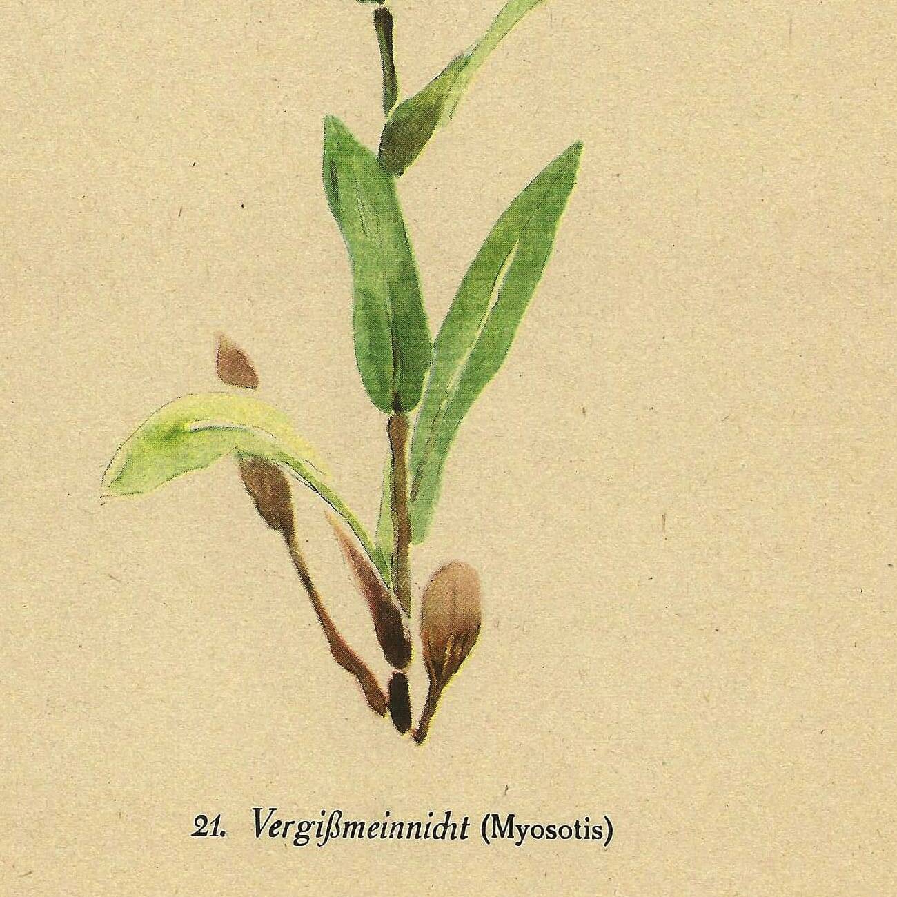 Botanical watercolor illustration from 1948 by H.Strache - Myosotis