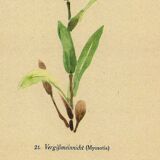 Botanical watercolor illustration from 1948 by H.Strache - Myosotis