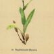 Botanical watercolor illustration from 1948 by H.Strache - Myosotis
