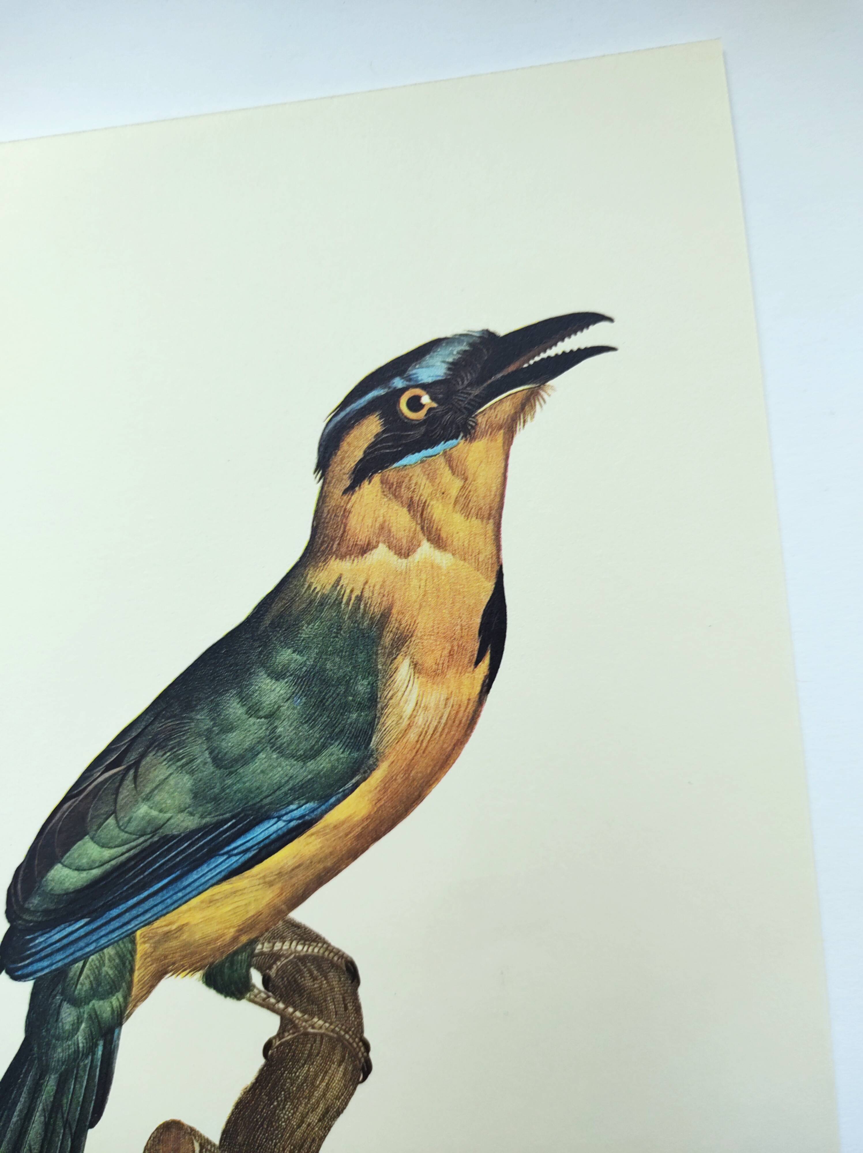 Old plate -Momot- Vintage ornithological illustration of birds