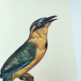 Old plate -Momot- Vintage ornithological illustration of birds