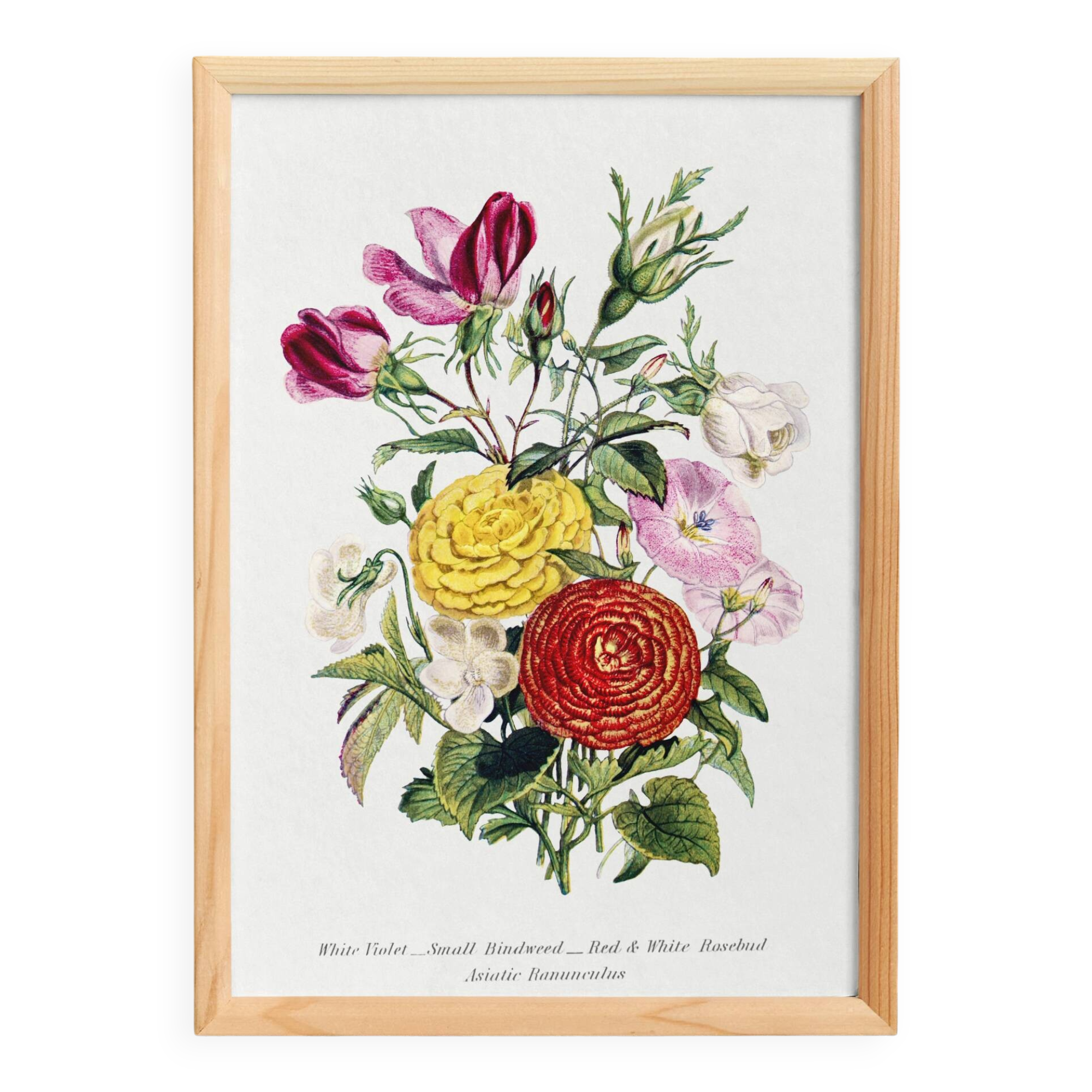 Poster about “Asian Buttercup and Garden Flowers”