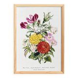 Poster about “Asian Buttercup and Garden Flowers”