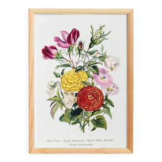 Affiche sur le “Renoncule d’Asie et fleurs de jardin"