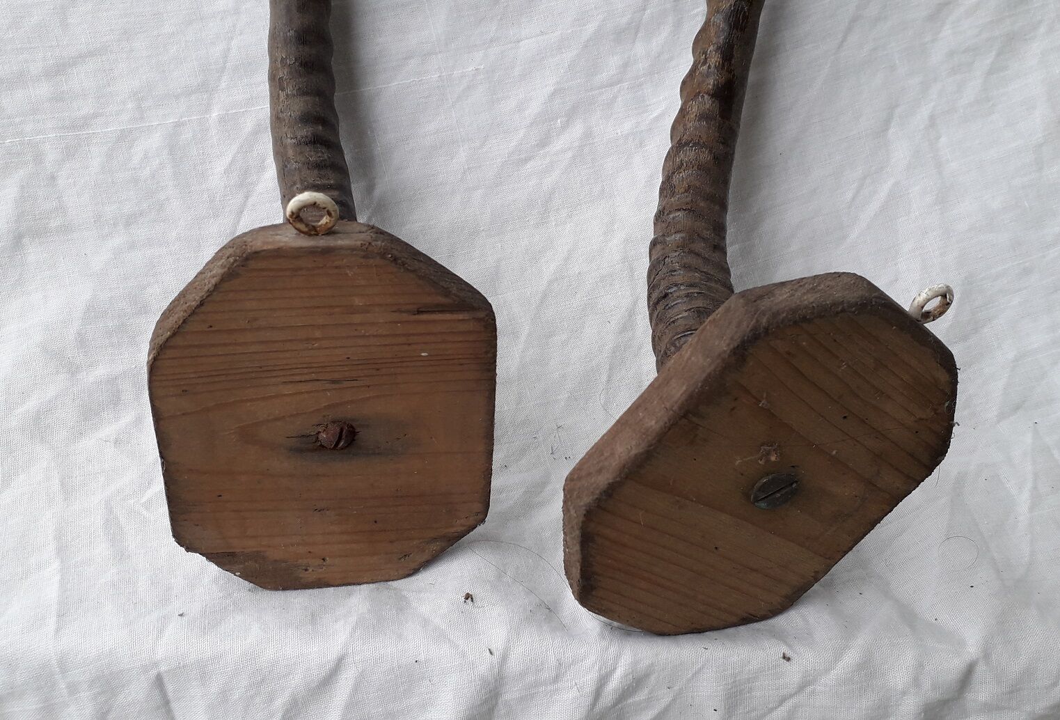 Gazelle horns trophy