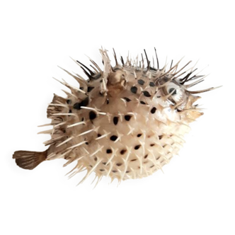 Diodon called naturalized sunfish
