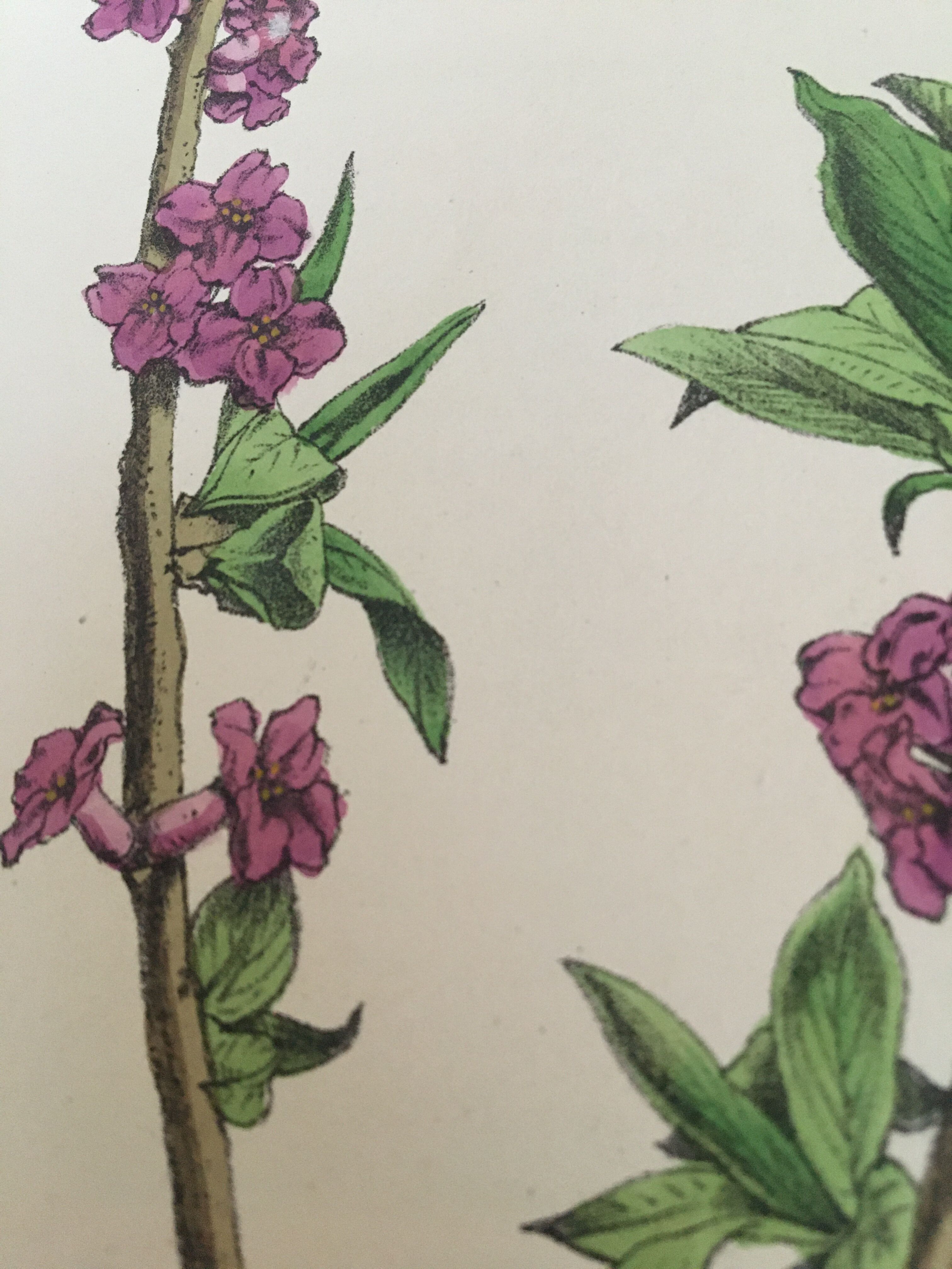 Botanical plank, 1920