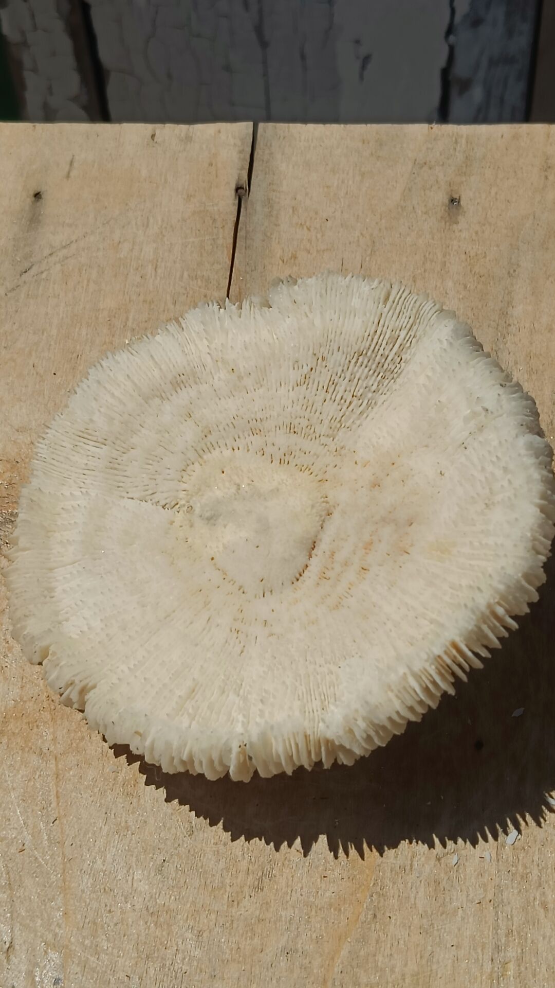 Natural white coral from the 1970s