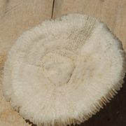 Corail blanc naturel années 70