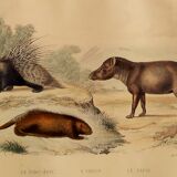 Original zoological board " Porc-Epic - Urson - Tapir " Buffon 1838