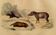 Planche zoologique originale " Porc-Epic - Urson - Tapir " Buffon 1838