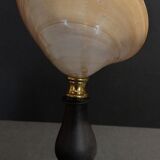 Cabinet of Curiosities shell codakia tigerina on base