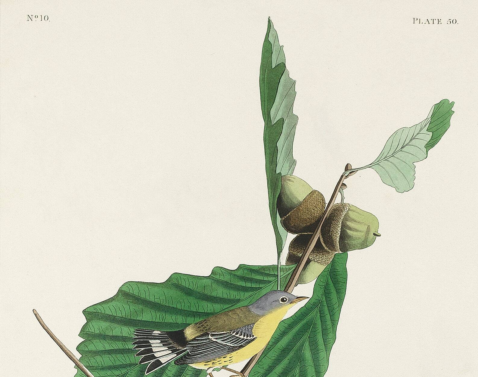 Poster for Swainson's Warbler, after an old engraving from 1827.