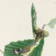 Poster for Swainson's Warbler, after an old engraving from 1827.