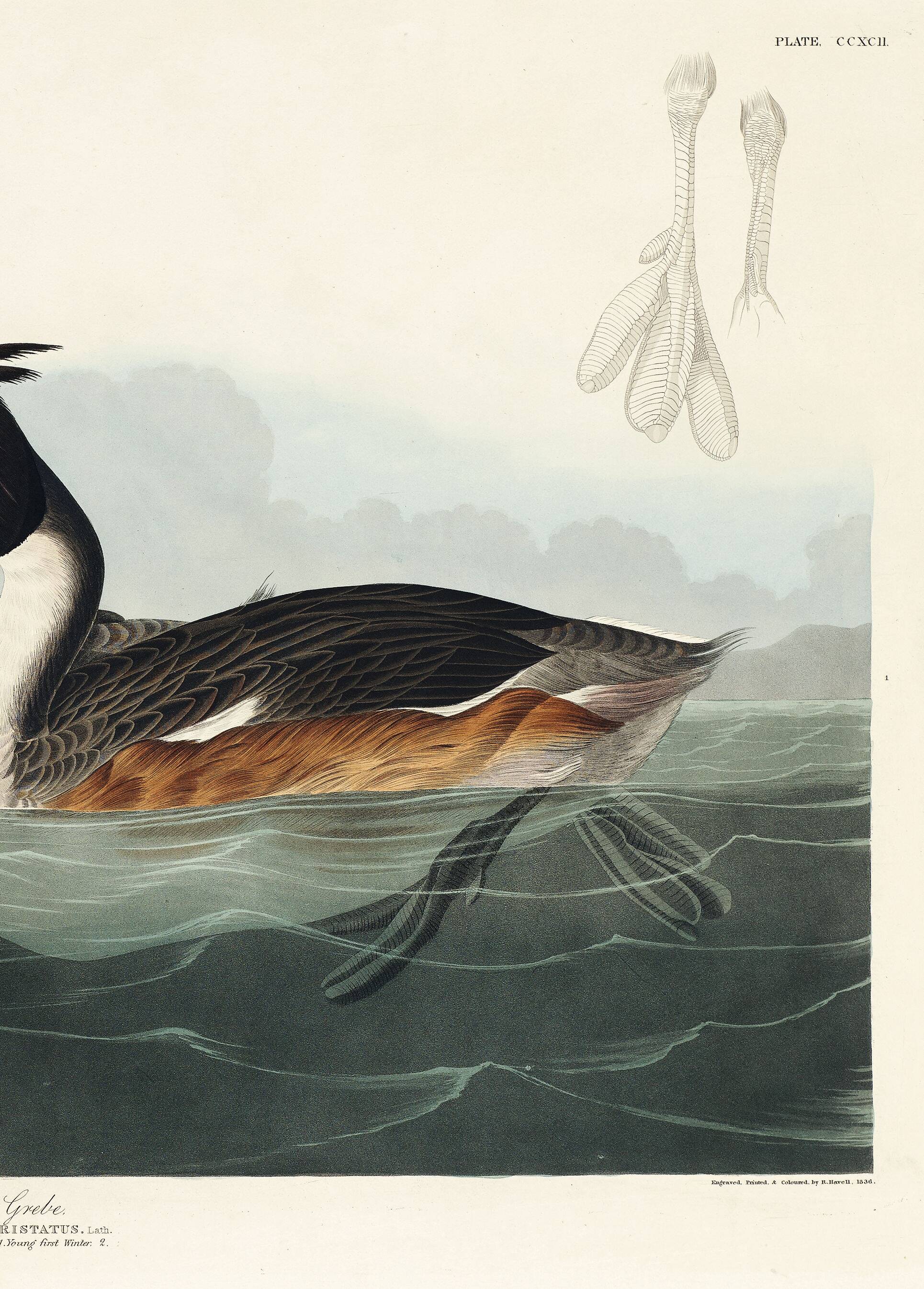 Poster about the Great Crested Grebe, based on an old engraving from 1827.