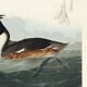 Poster about the Great Crested Grebe, based on an old engraving from 1827.