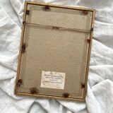 Lithograph - vintage botanical print Camellia Japonica