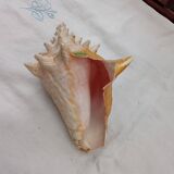 Shellfish