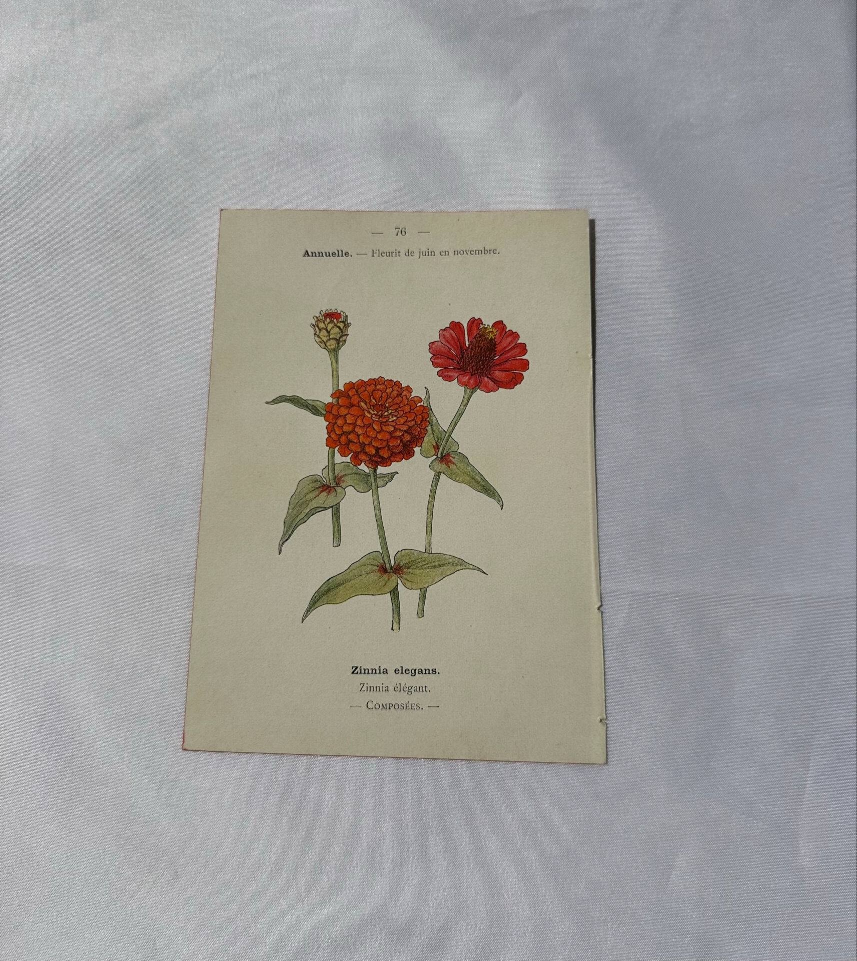 Planche Botanique Gravure naturaliste ancienne 19eme recto verso