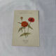 Planche Botanique Gravure naturaliste ancienne 19eme recto verso