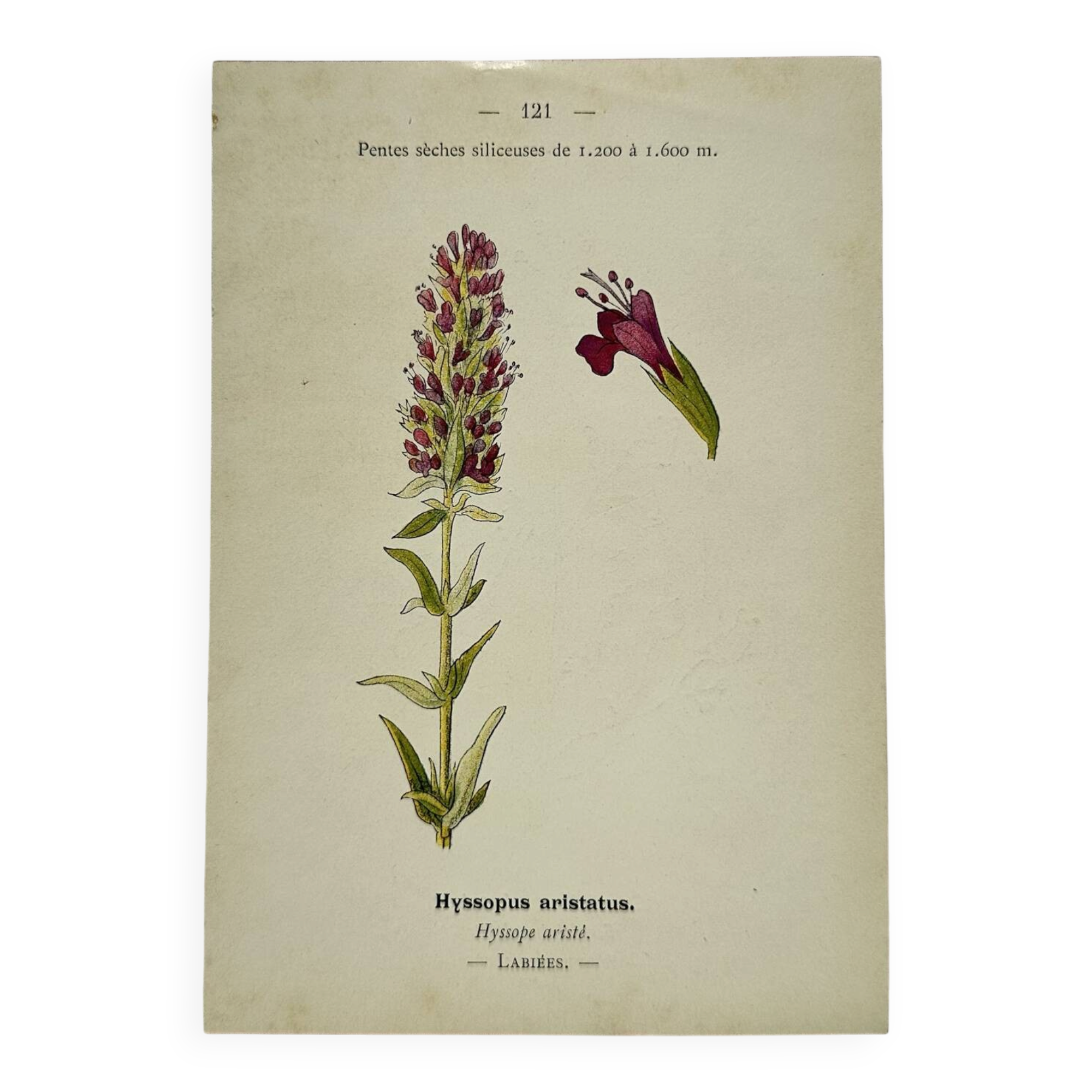 19th-century botanical engraving, double-sided, hand-coloured, naturalist work.