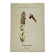 19th-century botanical engraving, double-sided, hand-coloured, naturalist work.