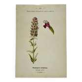 19th-century botanical engraving, double-sided, hand-coloured, naturalist work.