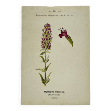 19th-century botanical engraving, double-sided, hand-coloured, naturalist work.