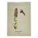 19th-century botanical engraving, double-sided, hand-coloured, naturalist work.