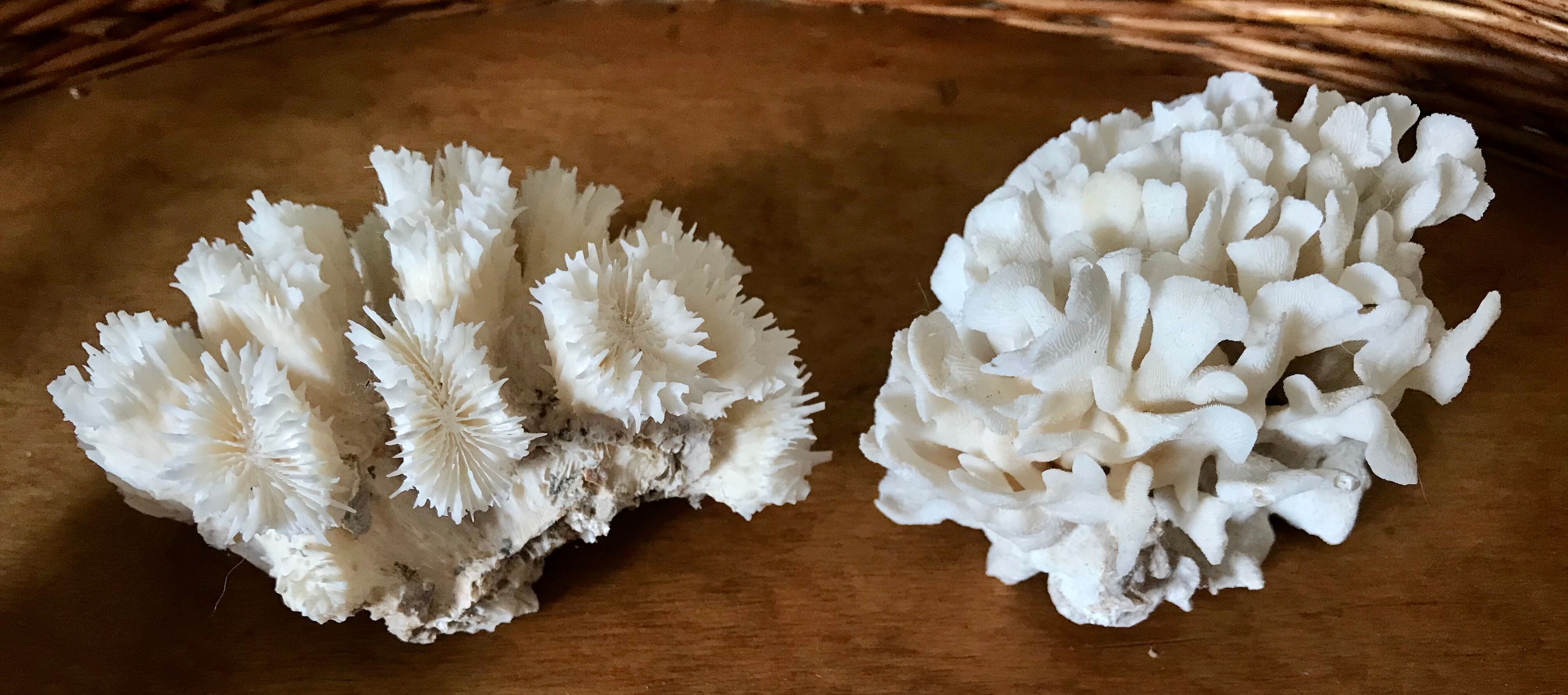Ancient white coral in trio