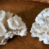 Ancient white coral in trio
