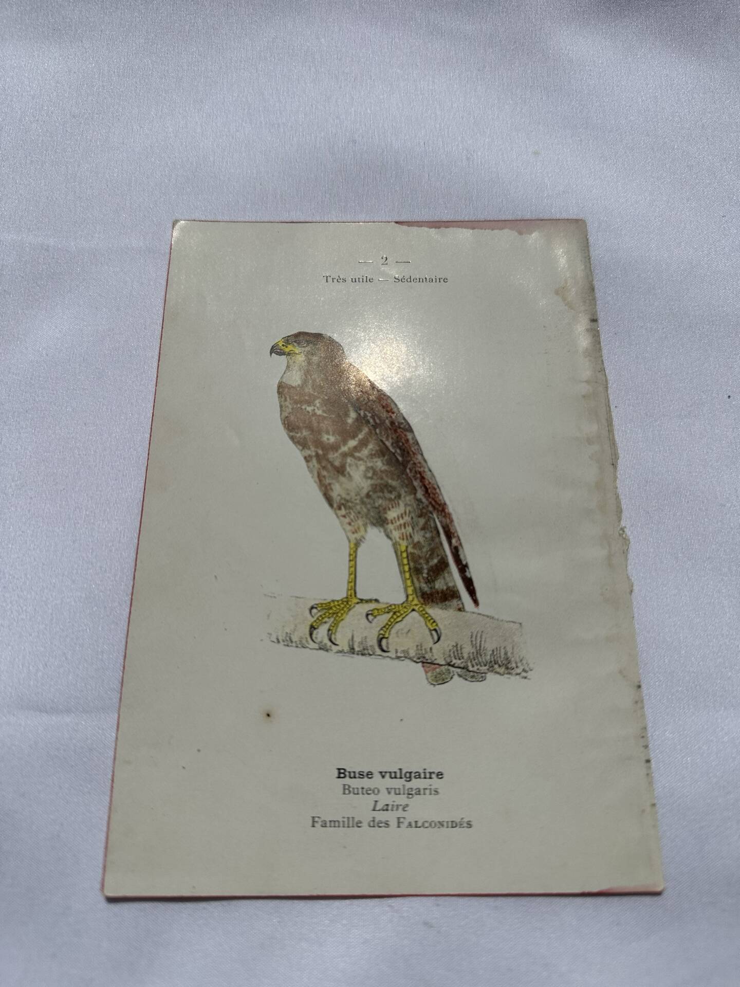 Planche Botanique Gravure oiseaux naturaliste  19eme recto verso  A