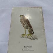 Planche Botanique Gravure oiseaux naturaliste  19eme recto verso  A