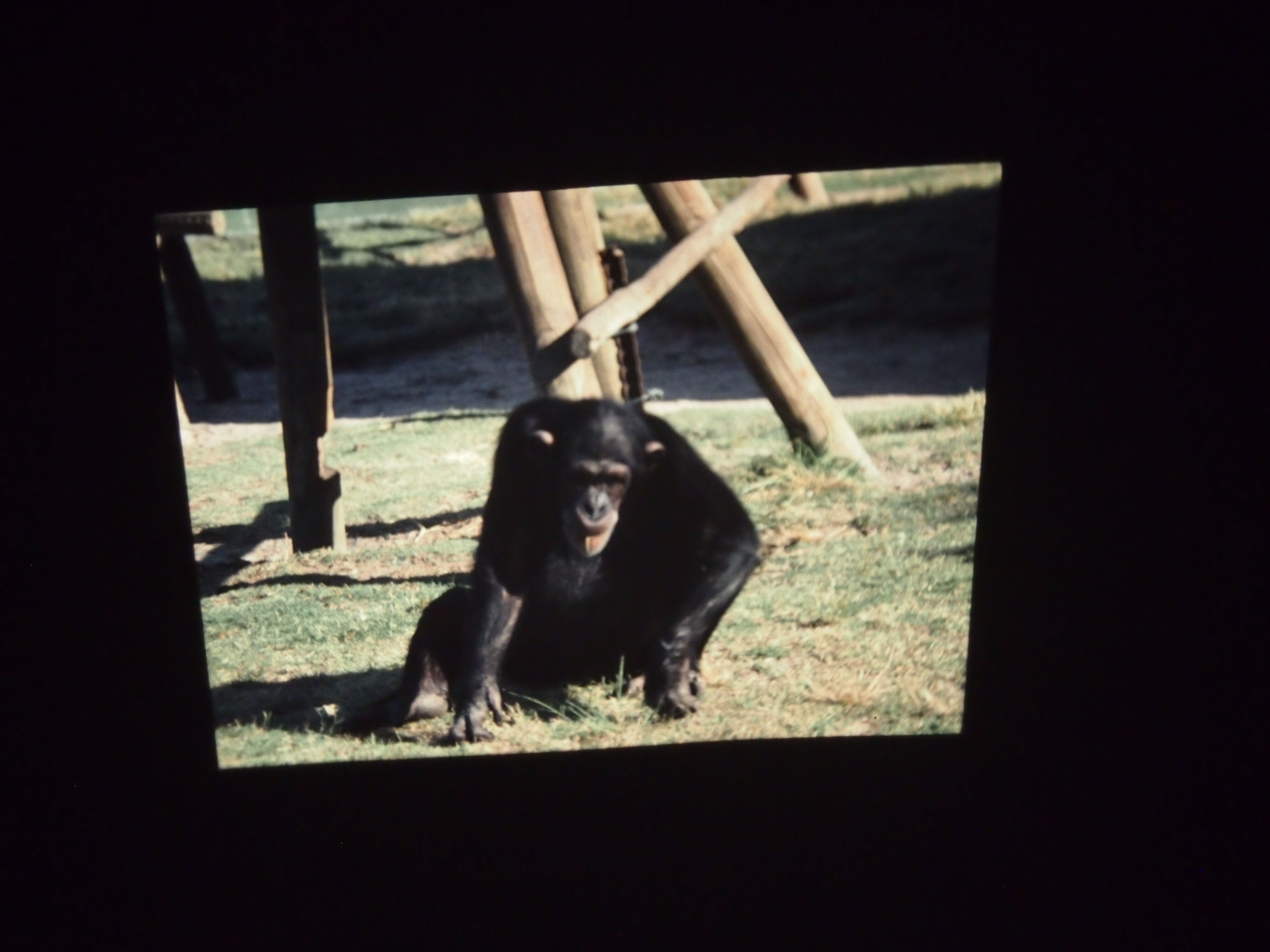 Perkeo Projector (1960)/vintage