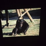 Perkeo Projector (1960)/vintage