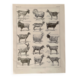 Lithograph on goats - 1920