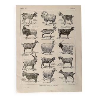 Lithograph on goats - 1920