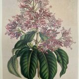 Fuchsia botanical poster