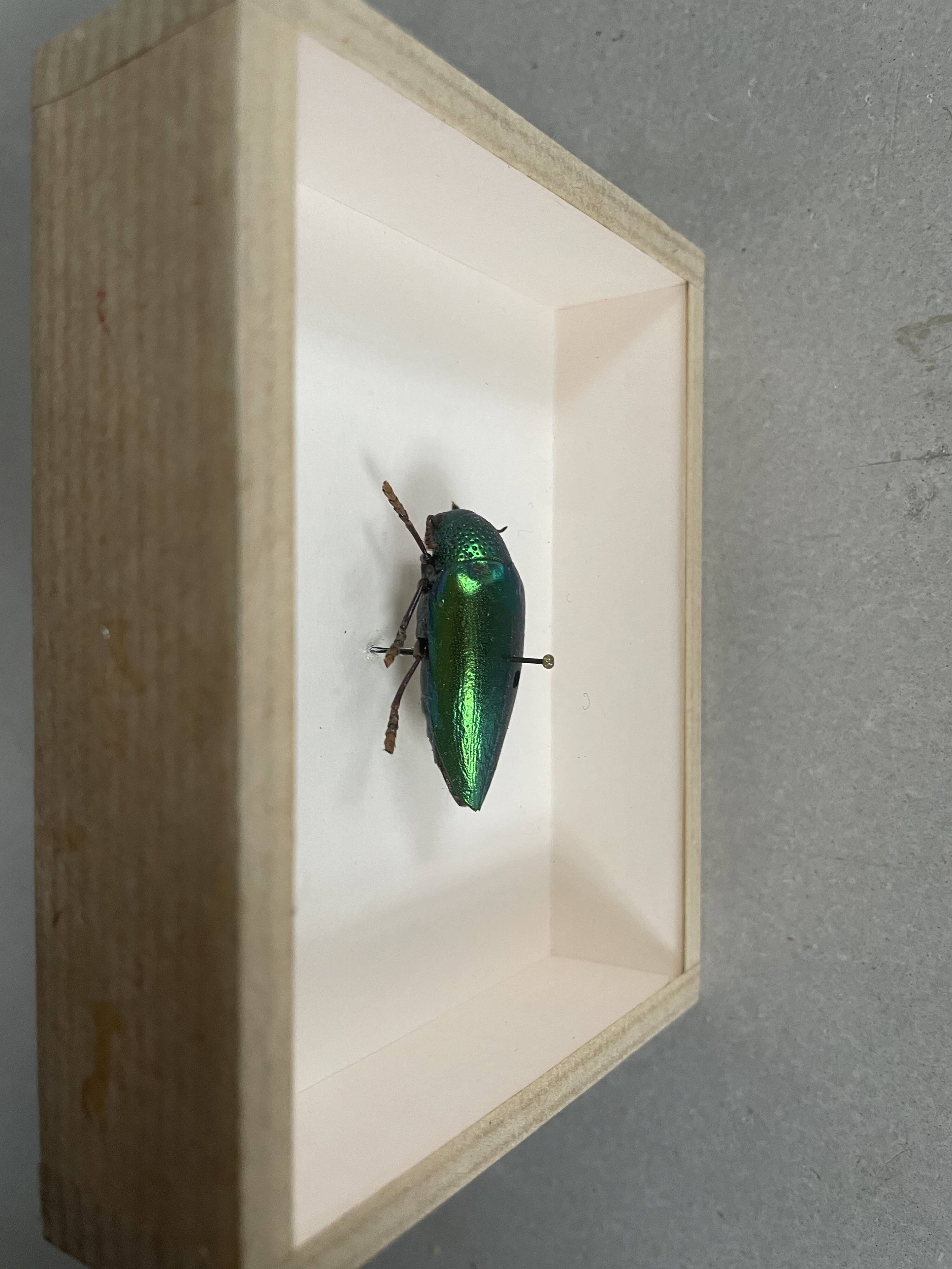 Beetle under glass
