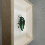 Beetle under glass