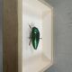 Beetle under glass